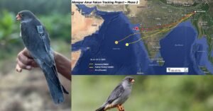 Tiny Amur Falcon Bird That Flies Up To 1,000 Km A Day