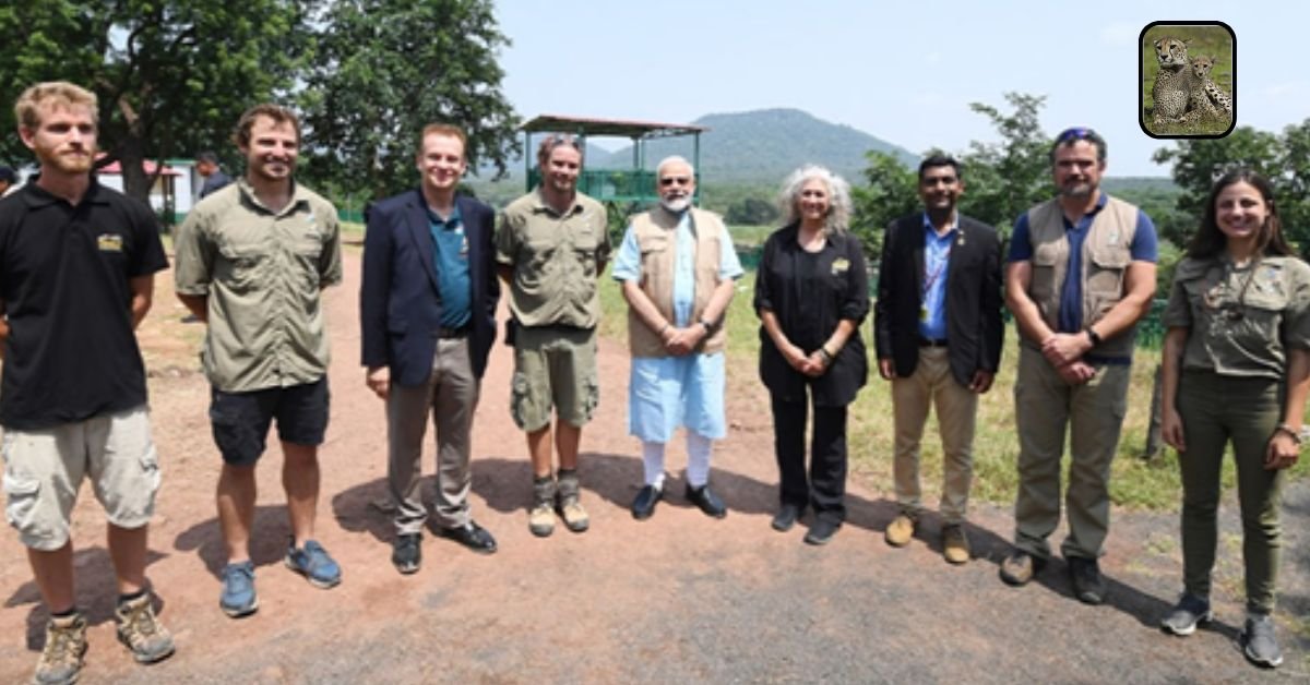 Cheetahs Thrive As Second-Generation Cubs Signal Sustainable Future
